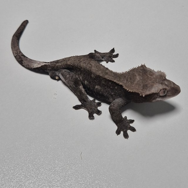 패턴리스 아잔틱