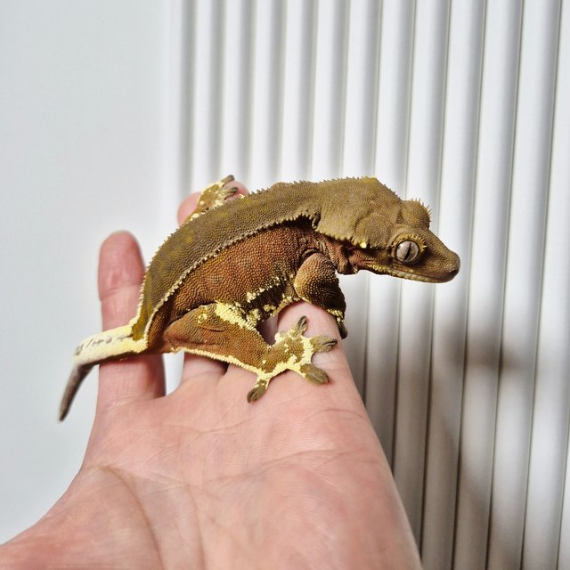 레드 바이 화이트포트홀