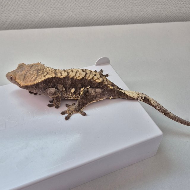 트라이 익스트림할리퀸