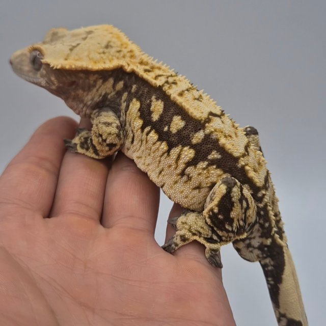 트라이 익스트림할리퀸