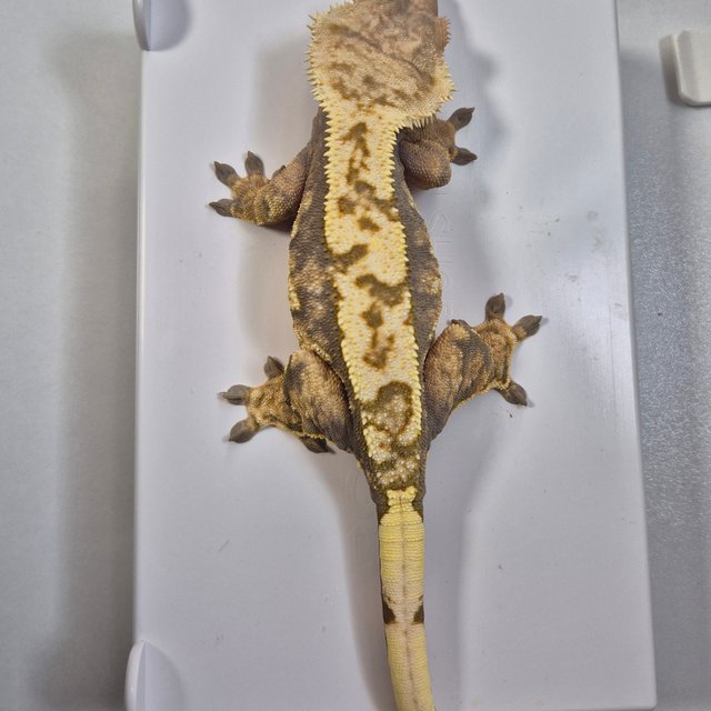 트라이 익스트림할리퀸