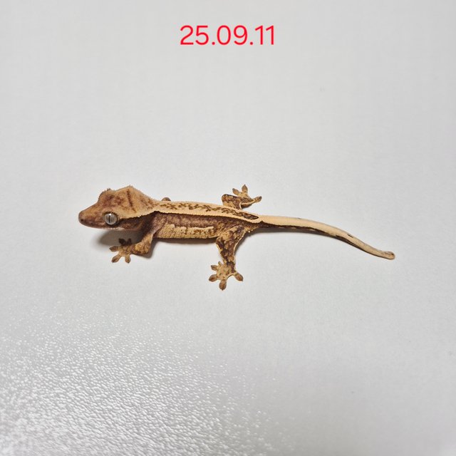 쿼드 핀스트라이프