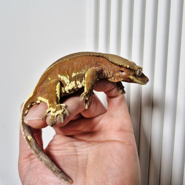 레드 바이 화이트포트홀