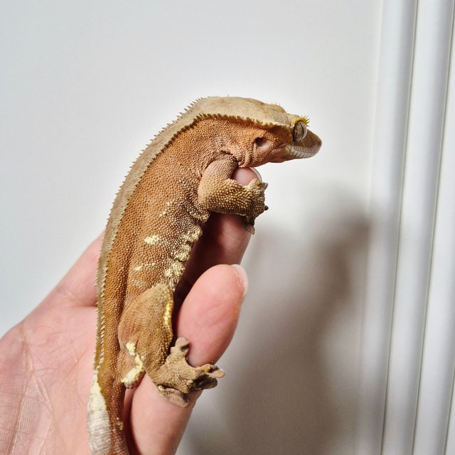 레드 바이 화이트포트홀