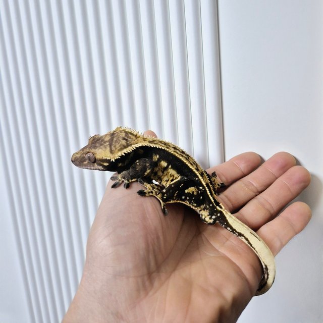 오닉스 엠티백