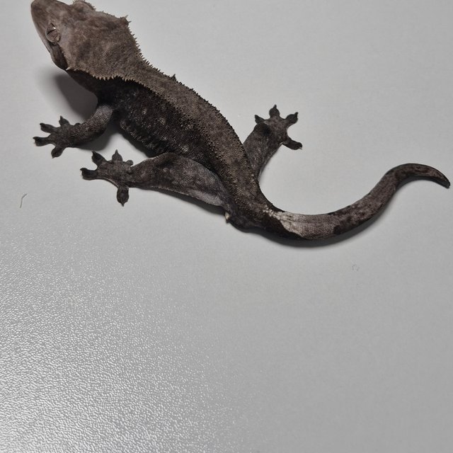 패턴리스 아잔틱