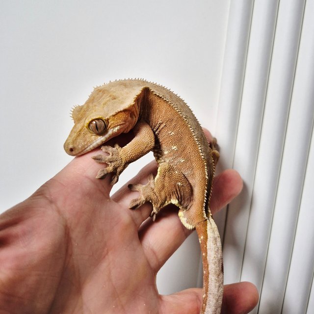 레드 바이 화이트포트홀