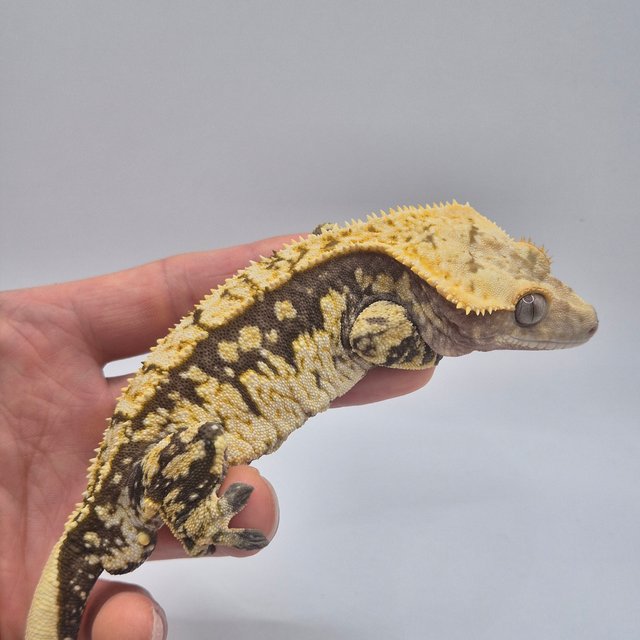 트라이 익스트림할리퀸