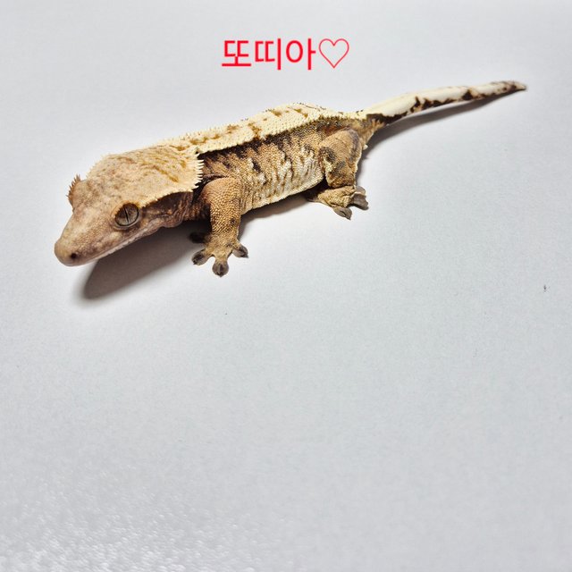 트라이 익스트림할리퀸