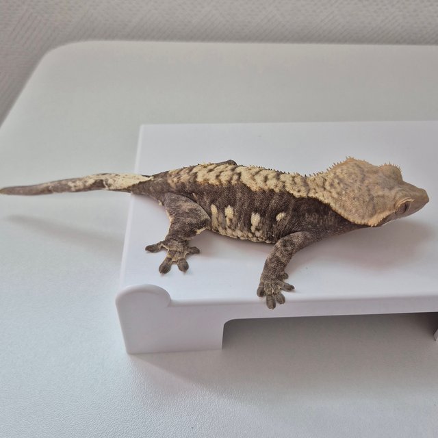 트라이 익스트림할리퀸