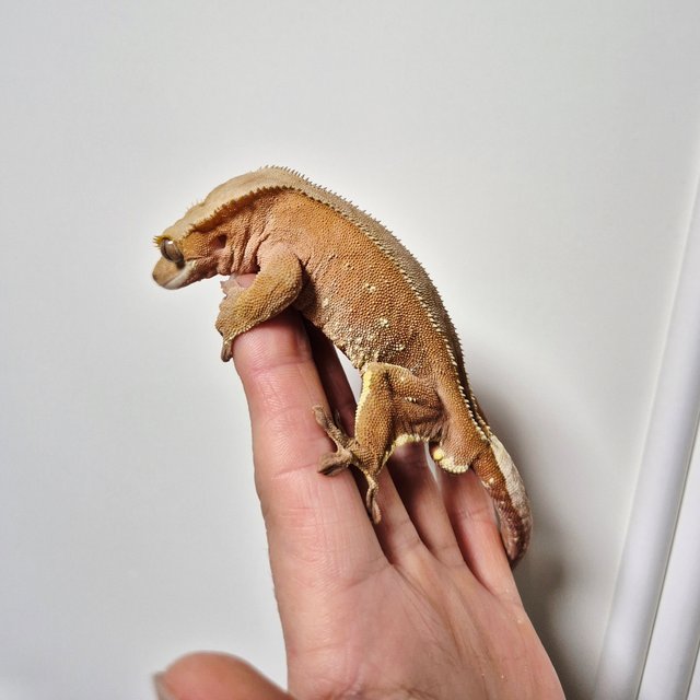 레드 바이 화이트포트홀