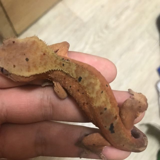 레드 달마시안