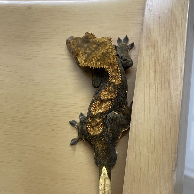 노멀 다크
