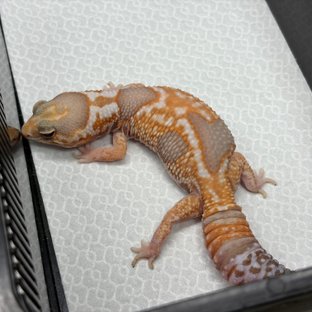 화이트아웃 아멜라니스틱 헷 패턴리스