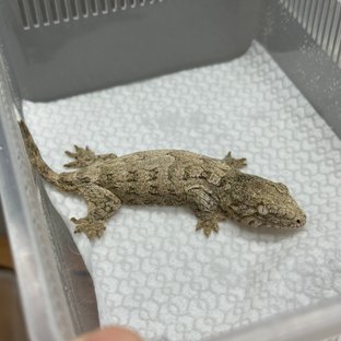 누아나