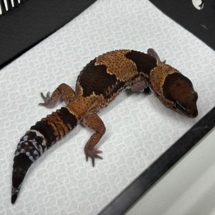 노멀 헷 아멜라니스틱 헷 패턴리스