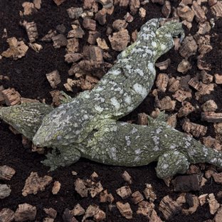 누아나 브리더개체