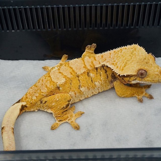 트라이 익스트림할리퀸