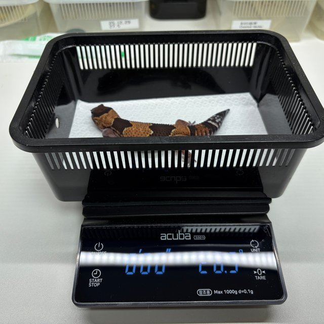 노멀 헷 아멜라니스틱 헷 패턴리스