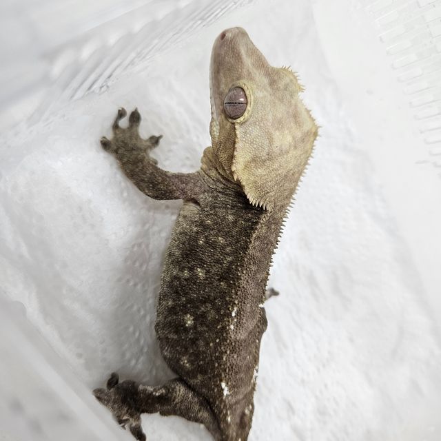 아잔틱
