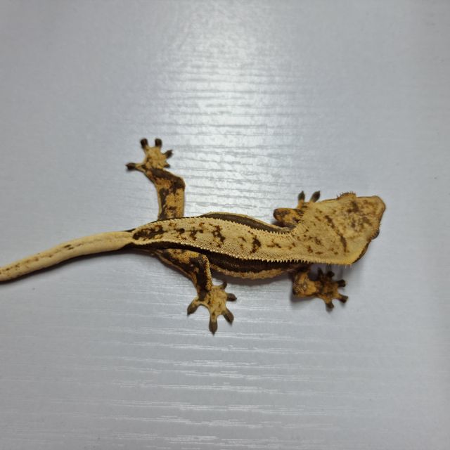 노멀 쿼드