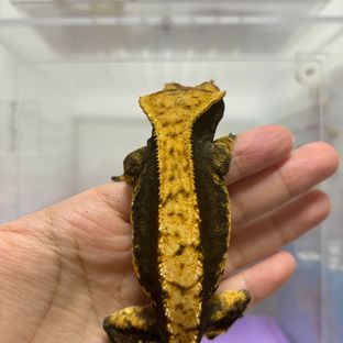 다크플레임 암컷