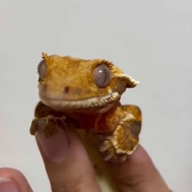 릴리화이트 트라이 풀핀 화이트스팟