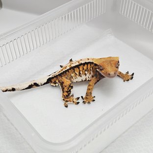 트라이 텐저린