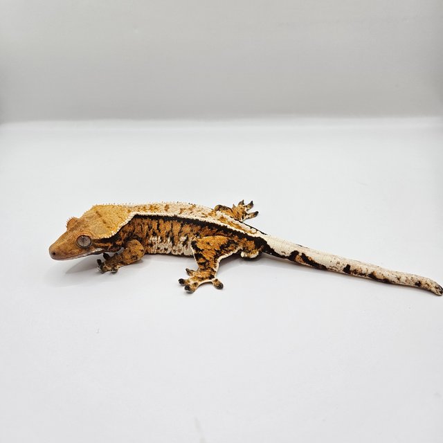 노멀 트라이 텐저린