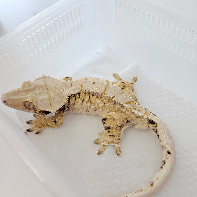 노멀 트라이 화이트스팟 옐로우