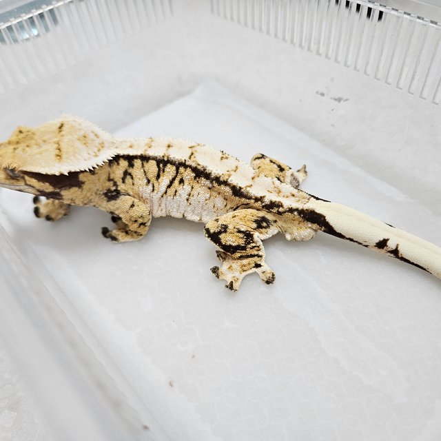 트라이 익스트림할리퀸 화이트스팟