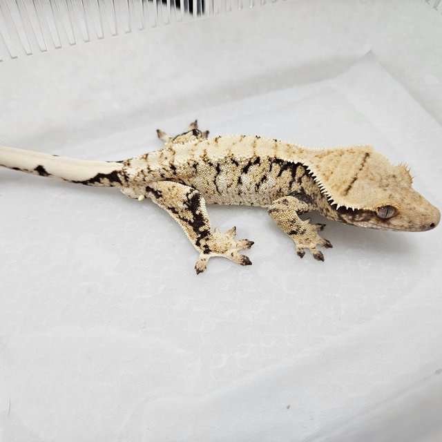 트라이 화이트스팟 익스트림할리퀸