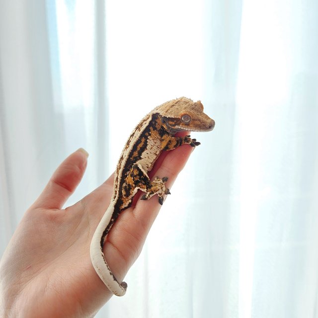 풀핀 핀스트라이프 쿼드 노멀