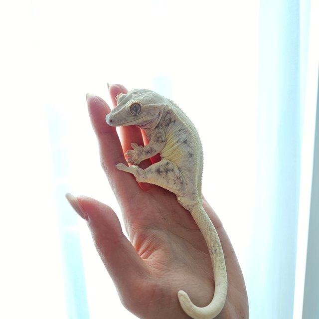 릴리화이트 솔리드백