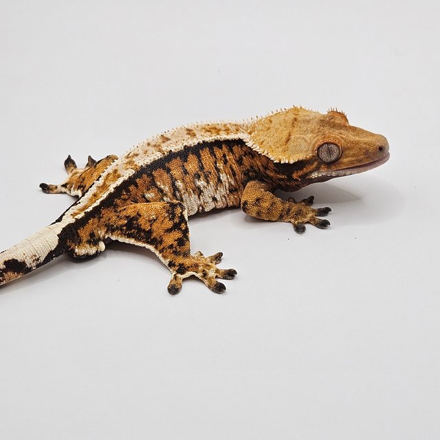 노멀 트라이 텐저린