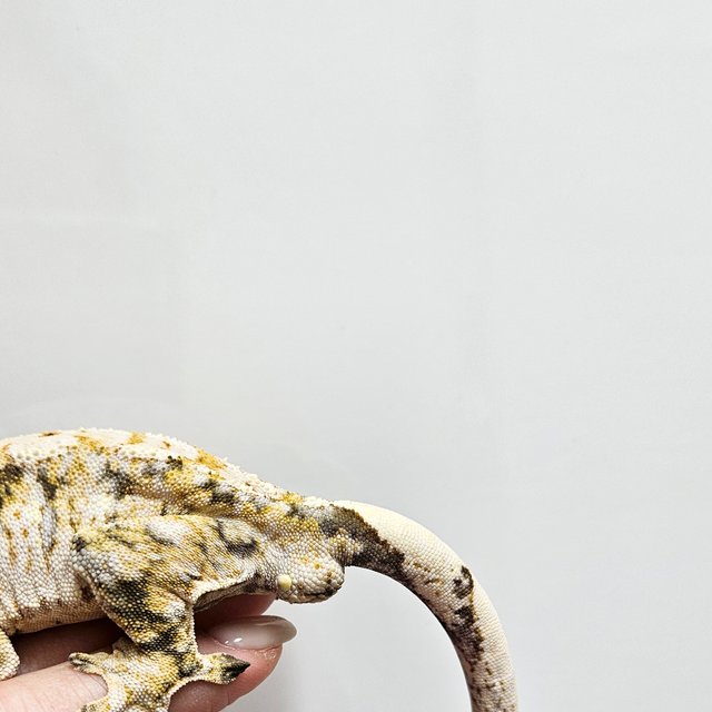 노멀 트라이 옐로우