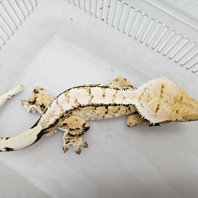 트라이 익스트림할리퀸 화이트스팟