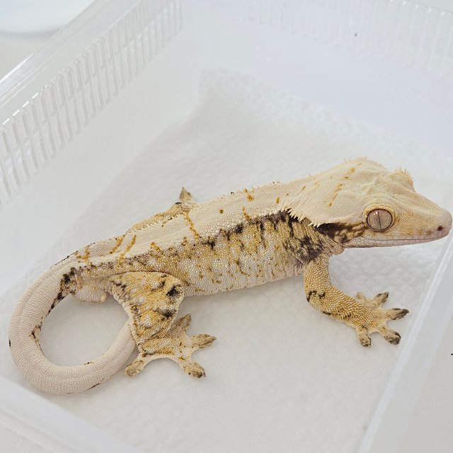 노멀 트라이 화이트스팟 옐로우