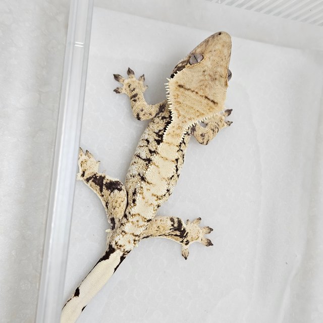 트라이 화이트스팟 익스트림할리퀸