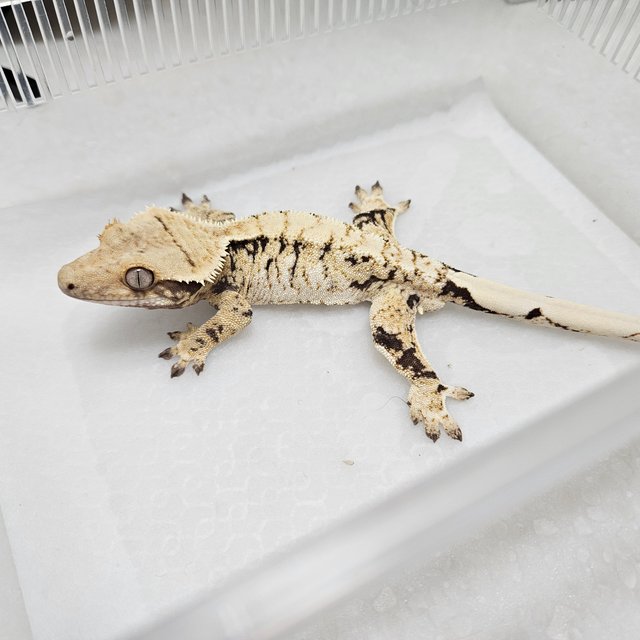 트라이 화이트스팟 익스트림할리퀸