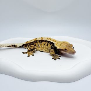 츄르