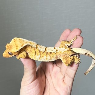 트라이 익스트림할리퀸