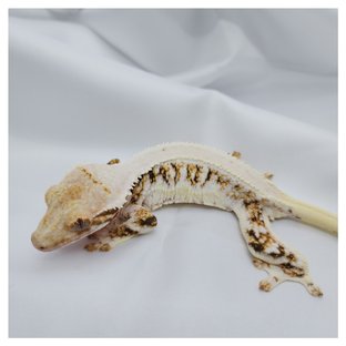 화이트스팟 트라이 릴리화이트