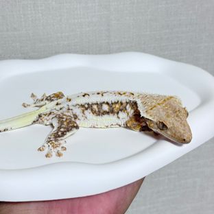 루디