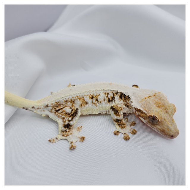 화이트스팟 트라이 릴리화이트