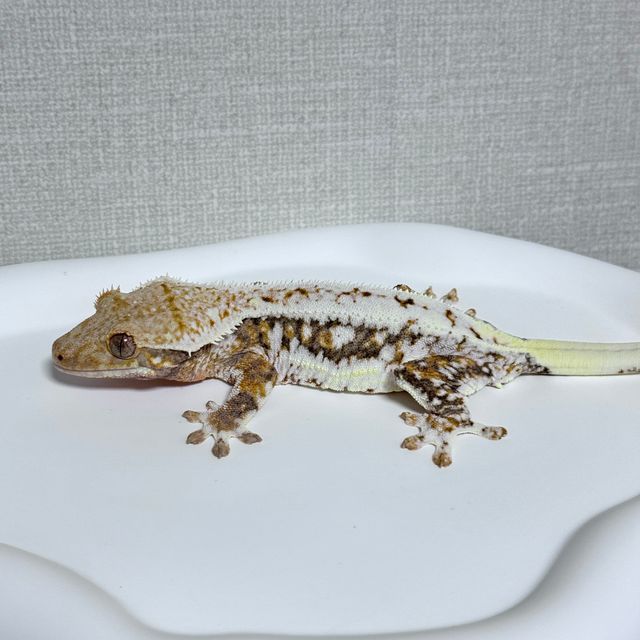 릴리화이트 트라이 판다