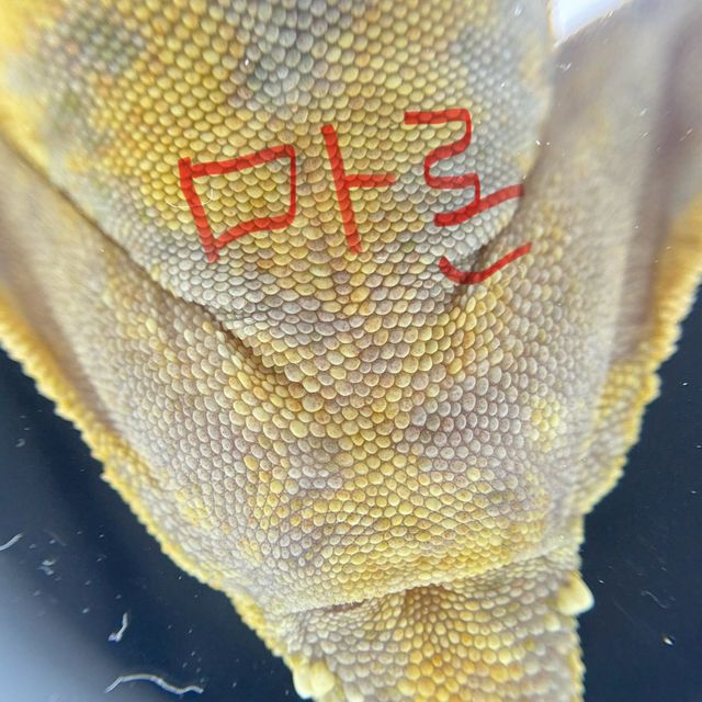 트라이 익스트림할리퀸 텐저린