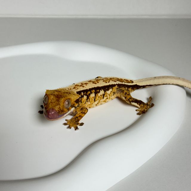 트라이 익스트림할리퀸 풀핀