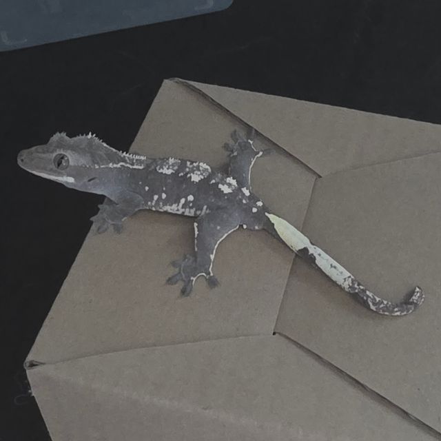 아잔틱