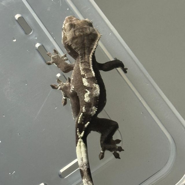 아잔틱